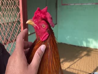 5-11-2020 - Trại Gà Mít Trà Cú Lên Gà Đều 2k7 Vip AE Tham Khảo  SĐT 0344224422