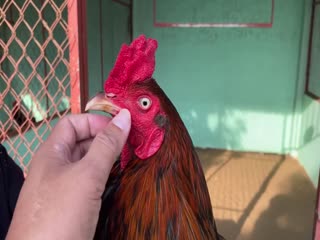 5-11-2020 - Trại Gà Mít Trà Cú Lên Gà Đều 2k9 Vip AE Tham Khảo  SĐT 0344224422