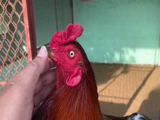 5-11-2020 - Trại Gà Mít Trà Cú Lên Gà Xanh 2k7 2k7 Vip AE Tham Khảo  SĐT 0344224422