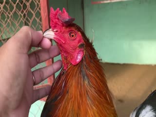 5-11-2020 - Trại Gà Mít Trà Cú Lên Gà Xanh 2k9 Vip AE Tham Khảo  SĐT 0344224422