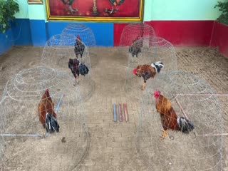 6-11-2020 - Trại Gà Mít Trà Cú Lên 6 chiến kê tuyển mẽ gà nhà Vip AE Tham Khảo  SĐT 0344224422