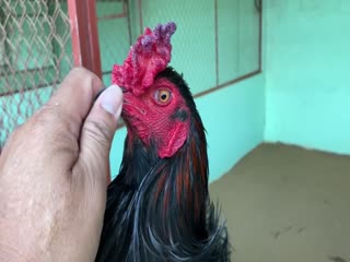 8-11-2020 - Trại Gà Mít Trà Cú Lên Gà Ô Giáp 3k2 Vip AE Tham Khảo  SĐT 0344224422