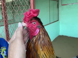 8-11-2020 - Trại Gà Mít Trà Cú Lên Gà Xám 3k3 Vip AE Tham Khảo  SĐT 0344224422