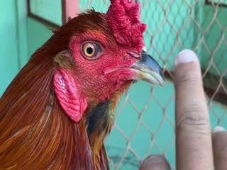 8-11-2020 - Trại Gà Mít Trà Cú Lên Gà Xanh Râu 3k4 Vip AE Tham Khảo  SĐT 0344224422