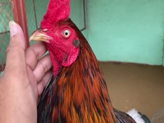 22-10-2020 - Trại Gà Mít Trà Cú Lên Gà Đều 2k9  Vip AE Tham Khảo  SĐT 0344224422