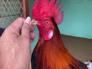 22-10-2020 - Trại Gà Mít Trà Cú Lên Gà Đều 2k750 Siêu Mỹ Vip AE Tham Khảo  SĐT 0344224422