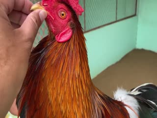 22-10-2020 - Trại Gà Mít Trà Cú Lên Gà Đều Xanh 2k8 Vip AE Tham Khảo  SĐT 0344224422