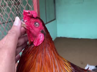 22-10-2020 - Trại Gà Mít Trà Cú Lên Gà Xanh 2k7  Vip AE Tham Khảo  SĐT 0344224422