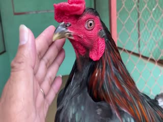 22-10-2020 - Trại Gà Mít Trà Cú Lên Xanh Que 3k Vip AE Tham Khảo  SĐT 0344224422