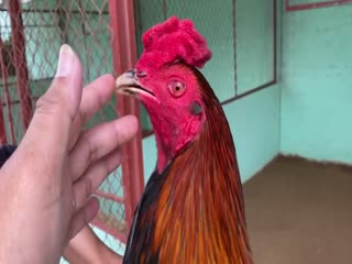 22-10-2020 - Trại Gà Mít Trà Cú Lên Xanh Que 3k3 Vip AE Tham Khảo  SĐT 0344224422