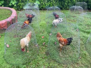 22-10-2020 - Trại Gà Mít Trà Cú Lên Dàn 6 Chiến Kê Vip AE Tham Khảo  SĐT 0344224422