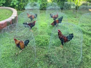 21-10-2020 - Trại Gà Mít Trà Cú Lên 6 Chiến Kê Vip AE Tham Khảo  SĐT 0344224422