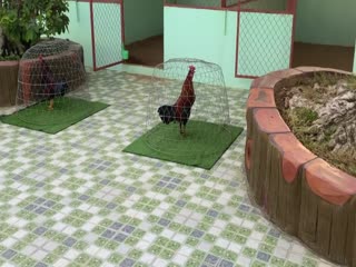 22-10-2020 - Trại Gà Mít Trà Cú Lên 6 Chiên Kê Đấu Trường Lớn  Vip AE Tham Khảo  SĐT 0344224422