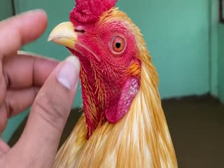 23-10-2020 - Trại Gà Mít Trà Cú Lên Gà Khét Sữa 2k650 Vip AE Tham Khảo  SĐT 0344224422