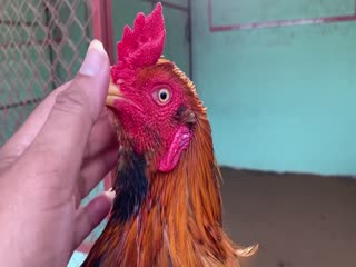 23-10-2020 - Trại Gà Mít Trà Cú Lên Gà Khét Vàng Siêu Mỹ Vip AE Tham Khảo  SĐT 0344224422