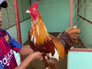 23-10-2020 - Trại Gà Mít Trà Cú Lên Vàng Bông 3k Vip AE Tham Khảo  SĐT 0344224422