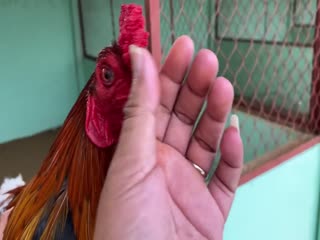 23-10-2020 - Trại Gà Mít Trà Cú Lên Xanh 3k150 Vip AE Tham Khảo  SĐT 0344224422