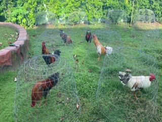 23-10-2020 - Trại Gà Mít Trà Cú Lên 6 Chiến Kê Vip Phục Vụ AE Tham Khảo  SĐT 0344224422