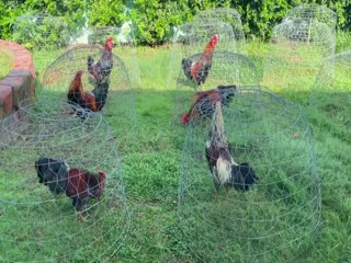 Trại Gà Mít Trà Cú Lên DÀN CHIẾN KÊ SIÊU Vip AE Tham Khảo  SĐT 0344224422