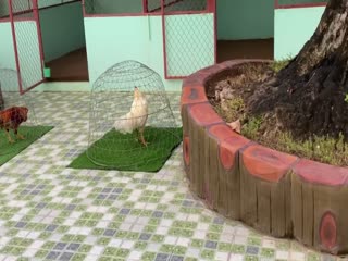 24-10-2020 - Trại Gà Mít Trà Cú Lên 6 Chiến Kê Vip TUYỂN CHỌN AE Tham Khảo  SĐT 0344224422