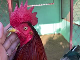 26-10-2020 - Trại Gà Mít Trà Cú Lên Gà Đều Lá 2k7  Vip AE Tham Khảo  SĐT 0344224422