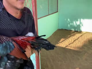 26-10-2020 - Trại Gà Mít Trà Cú Lên GÀ Đều Siêu Mỹ 2k550 Vip AE Tham Khảo  SĐT 0344224422