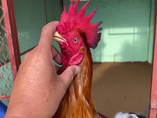 27-10-2020 - Trại Gà Mít Trà Cú Lên Gà Cú Vàng 2k9 Vip AE Tham Khảo  SĐT 0344224422