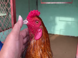 27-10-2020 - Trại Gà Mít Trà Cú Lên Xám Cú 3k2 Vip AE Tham Khảo  SĐT 0344224422