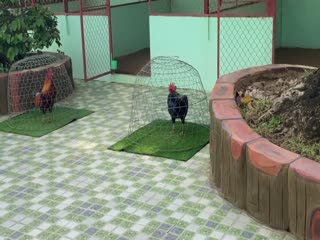 28-10-2020 - Trại Gà Mít Trà Cú Lên 6 CHIẾN KÊ TUYỂN CHỌN Vip AE Tham Khảo  SĐT 0344224422