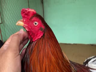 29-10-2020 - Trại Gà Mít Trà Cú Lên Gà Đều 3k Vip AE Tham Khảo  SĐT 0344224422