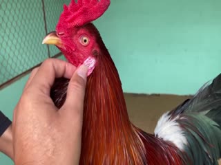 29-10-2020 - Trại Gà Mít Trà Cú Lên |Gà Đều Siêu Mỹ 2k7 Vip AE Tham Khảo  SĐT 0344224422