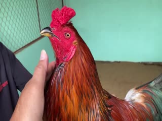 29-10-2020 - Trại Gà Mít Trà Cú Lên Gà Vàng Bịp 2k9 Vip AE Tham Khảo  SĐT 0344224422