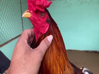 29-10-2020 - Trại Gà Mít Trà Cú Lên Xám 2k850 Vip AE Tham Khảo  SĐT 0344224422