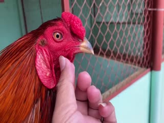 29-10-2020 - Trại Gà Mít Trà Cú Lên Gà Xanh Trích 3k1 Vip AE Tham Khảo  SĐT 0344224422