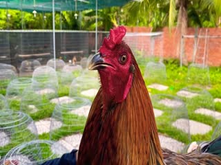 1_9 Xám khối 2kg750 loại 1 - Hưng Cần Thơ 090