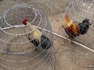 8/11 Trại Gà Hưng Cần Thơ Lên Top 9 con đồng giá 5tr/con -  090.161.6789