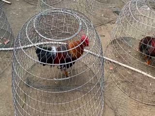 8/11 Trại Gà Hưng Cần Thơ Lên Top 8 con ms10 đến ms17 đồng giá 5tr/con -  090.161.6789