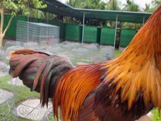 9/11 Trại Gà Hưng Cần Thơ Lên Top 9 con bổn mẻ đỗ nhà, nuôi tới pin, dễ chơi -  090.161.6789