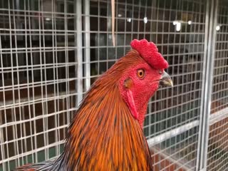 6/11 Trại Gà Hưng Cần Thơ Lên Top 7 con gà đổ, nuôi tới pin -  090.161.6789