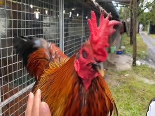 11/11 Trại Gà Hưng Cần Thơ Lên Top 4 Gà Cọp Nuôi Tới Pin -  090.161.6789