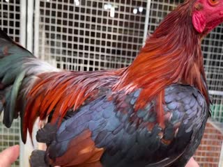 20/10 Tre 1kg160 sil mỹ - Hưng Cần Thơ 090.161.6789