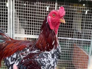 30/10 Tre 1kg230 sil mỹ - Hưng Cần Thơ 090.161.6789