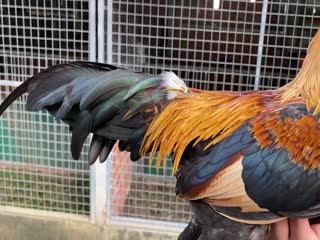 30/10 Tre 1kg370 Chuối sil mỹ - Hưng Cần Thơ 090.161.6789