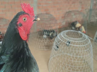 Zalo 0378.700.010( trai gà Huy Bến Tre)