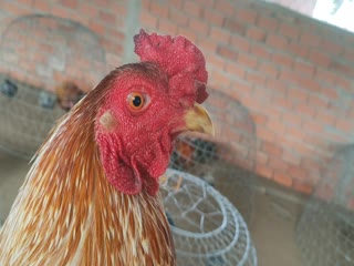 ☎️0378700010/trại gà Huy Bến Tre. Link Youtube:https://www.youtube.com/channel/UCjCSubSt8SG_MCBSP4FROCw