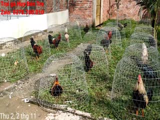 Chưa có đề mục_1080p_1top 5 chiến kê gửi đến anh em tham khảo: 0378700010