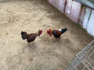 11/11/2020 Clip xổ Ms2 : Điều (asil kelso) 1.180kg