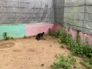 11/11/2020 clip xổ MS3 : Điều (jap hatch) 1.260kg