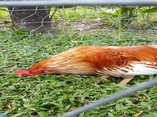 Gà mùa 2 cho về hưu theo chân dài 2021