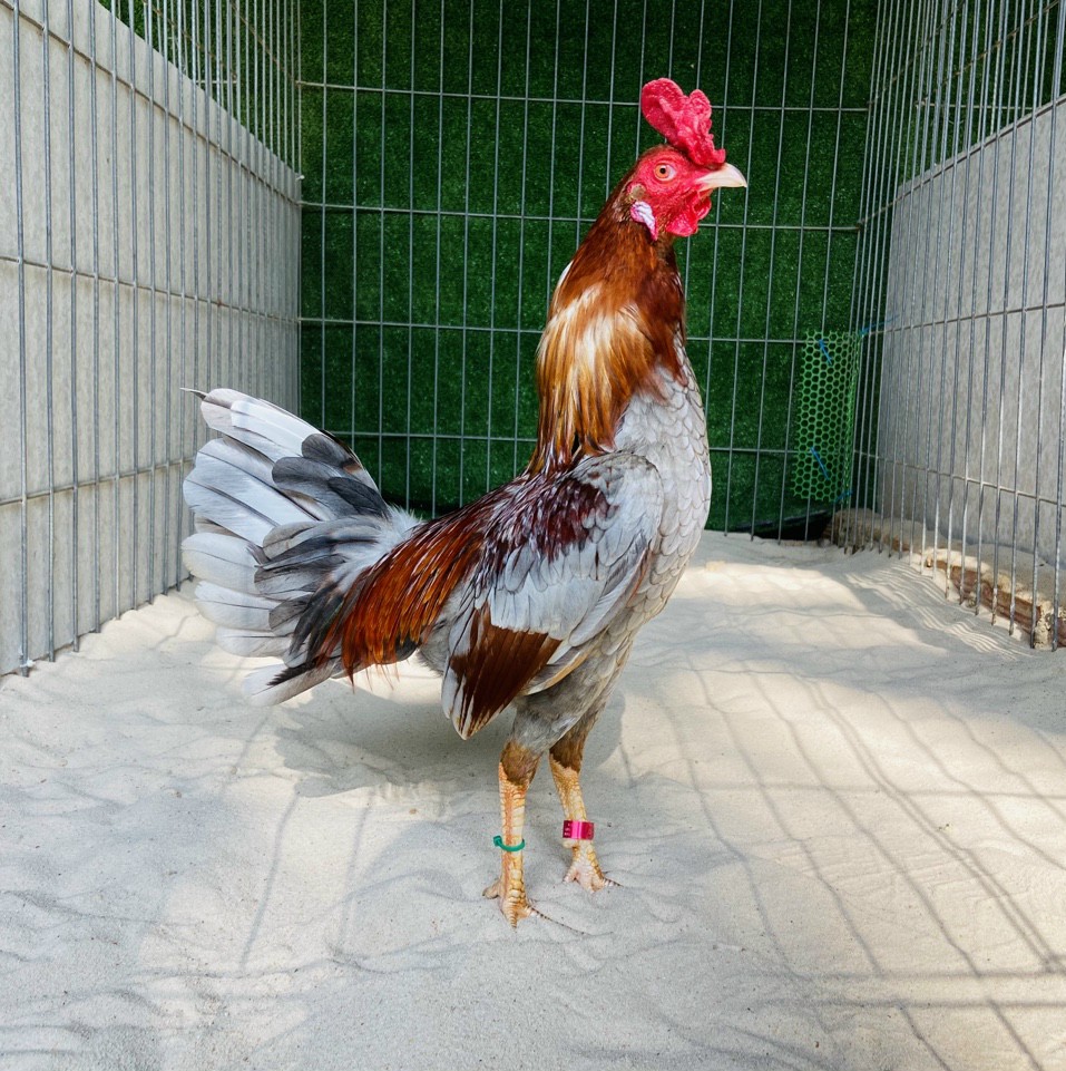 Trại Gà Quang Trung Bi